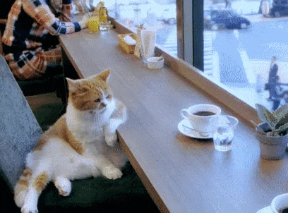 gif of a cat sitting at a counter looking out a window with a cup of coffee in front of them and cars are passing by outside
