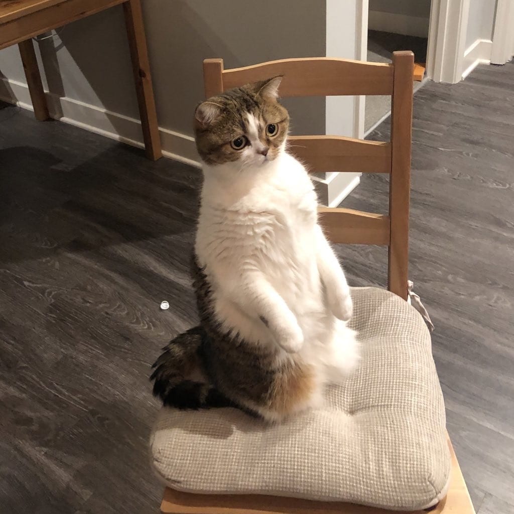 Kelly's cat Churro sits up on his hind legs on a chair